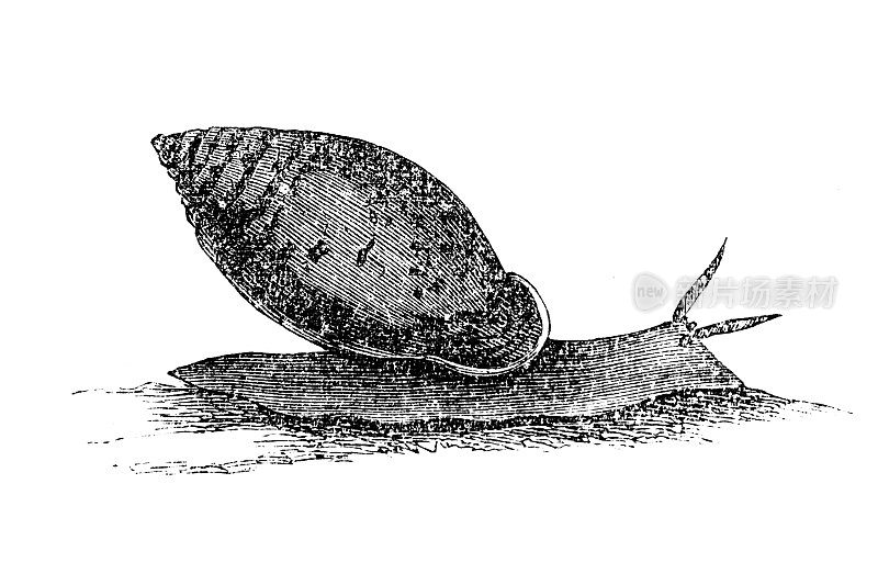 巨型非洲陆蜗牛(Lissachatina fulica，原Achatina fulica)
